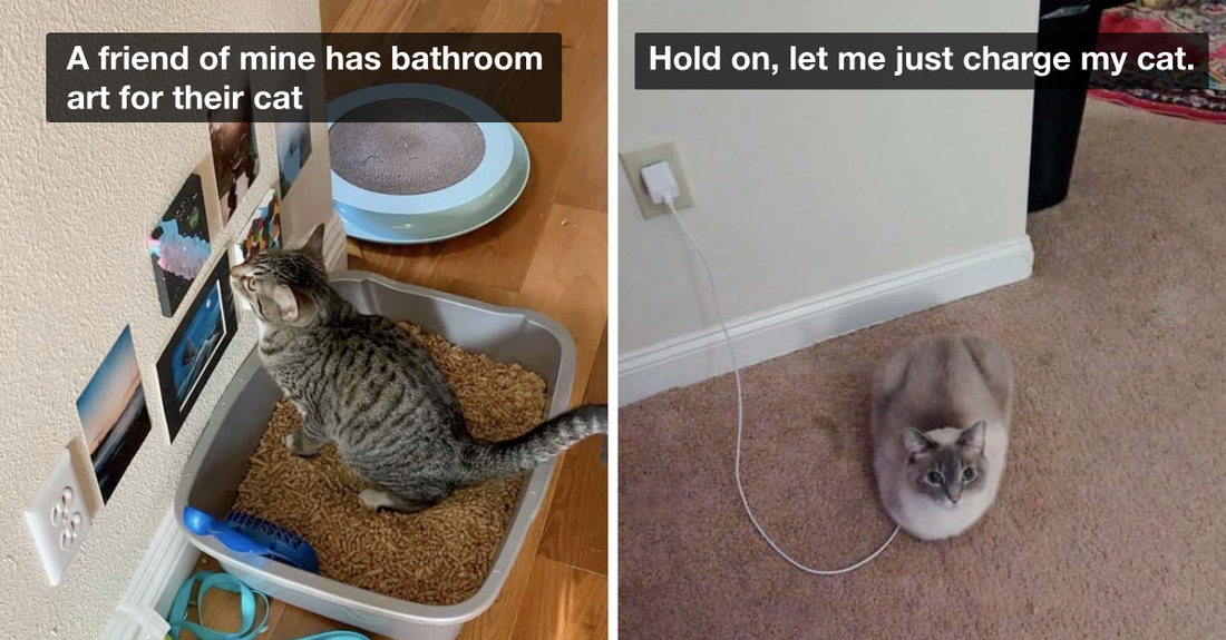 Hilarious Cat Posts That All Cat Lovers Will Appreciate