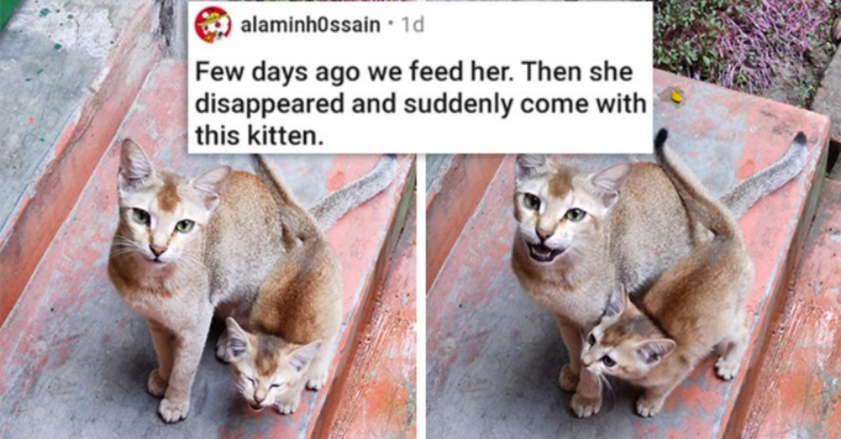 Cat Medley: Best Collection Of Cuteness Galore, Funnies, Rescues, And Appreciation