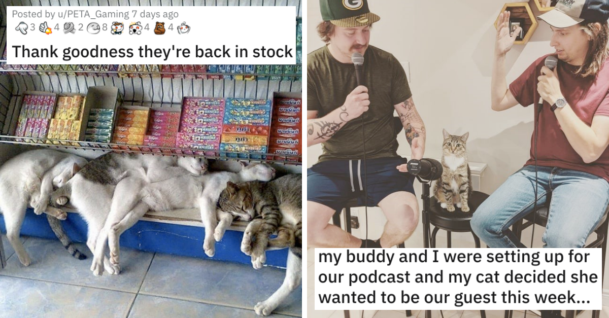 Cat Medley – Cats And Their Hilarious Shenanigans