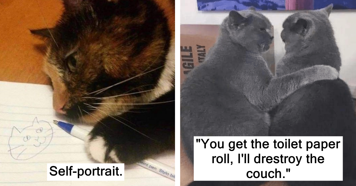 Cat Meme Humour That Will Light Up Your Life - grandgoldman.com