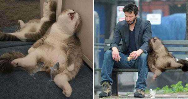 Cat Sleeping In A Corner Inspires Photoshop Challenge And Results Are Hilarious