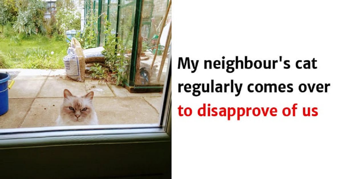 20 Hilarious Cat Memes That Prove Cats Are The Funniest Creatures - grandgoldman.com