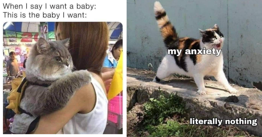 Here Are Some Hilarious And Wholesome Cat Memes That Will Crack You Up