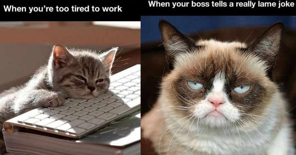 11 Cats That Can Relate To Our Daily Work Struggles