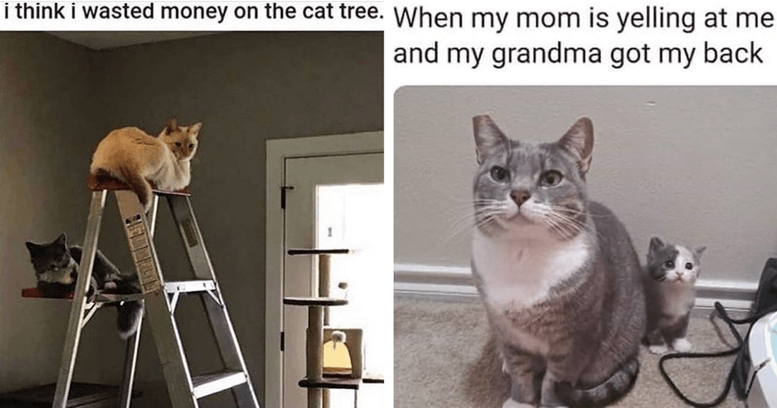 17 Fresh Cat Memes That Prove Life With Cats Is Never Ending Fun