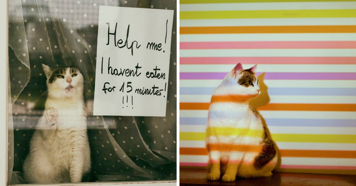 Photographer Takes Best Pictures Of Her Favorite Models That Are Her Own Two Cats