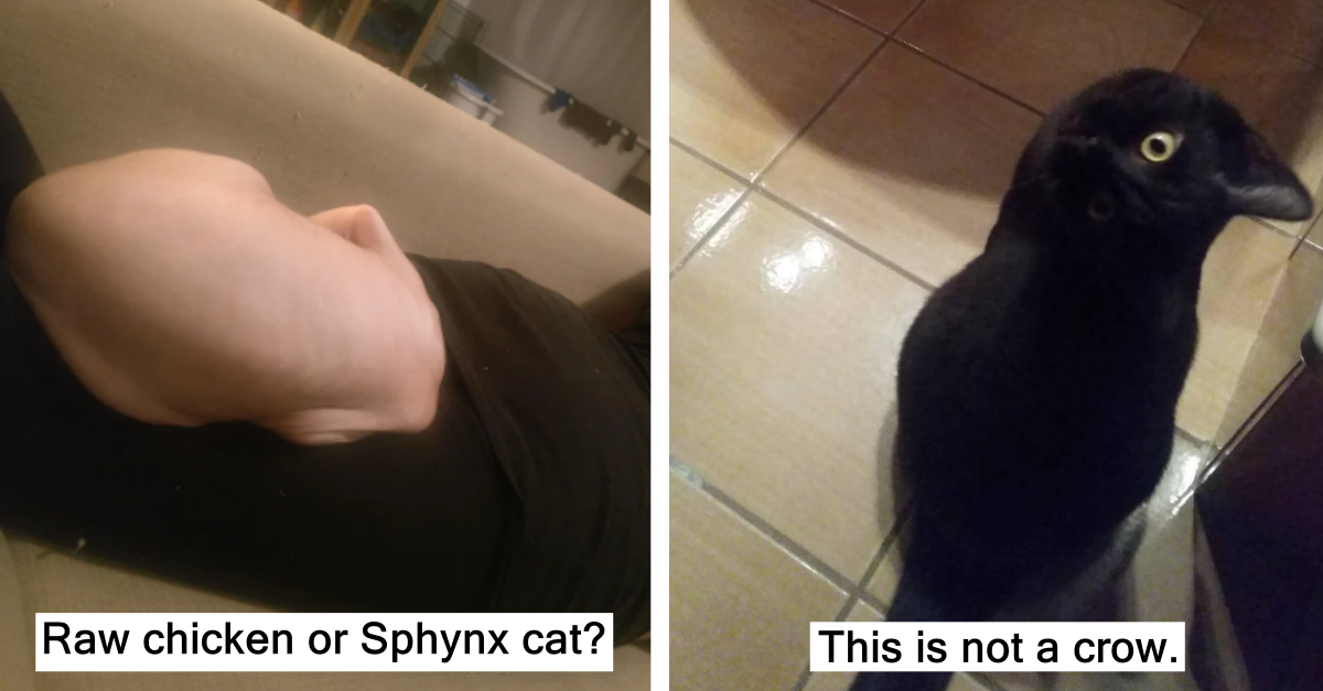 25 Cat Pics That Look Like Optical Illusions