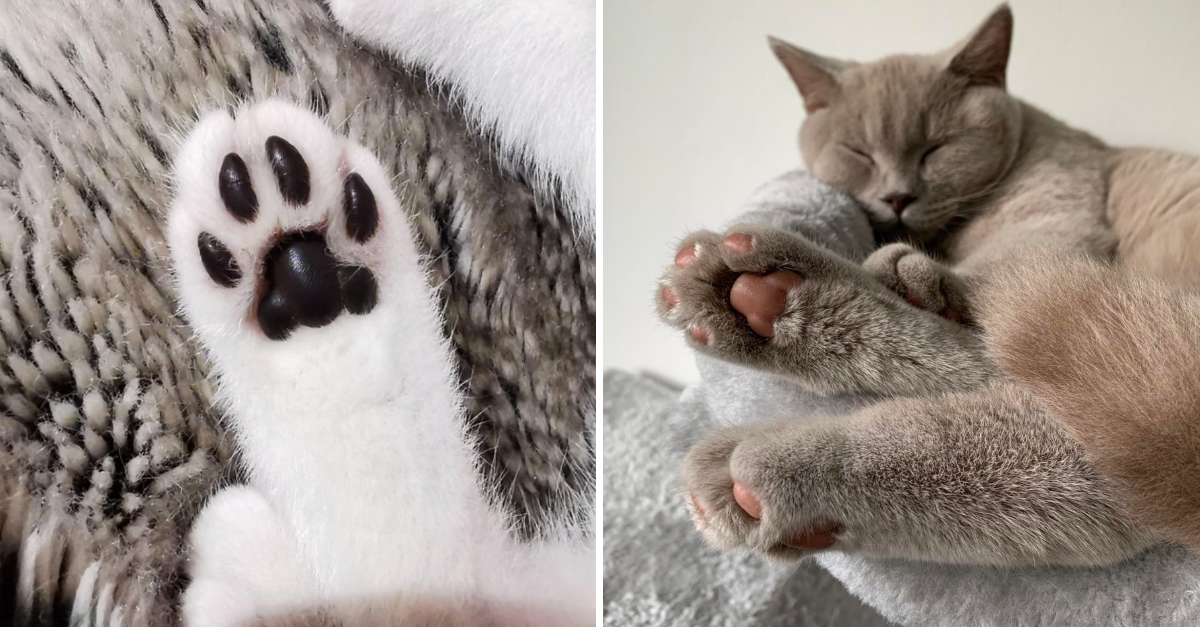 35 Pictures Of Cat Paws To Make Your Day Pawsome