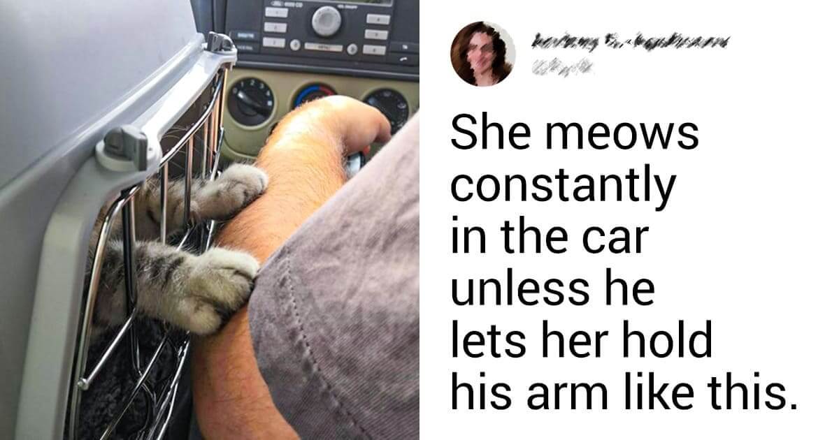 22 Photos We Can Use To Turn A Dog Person Into A Cat Lover