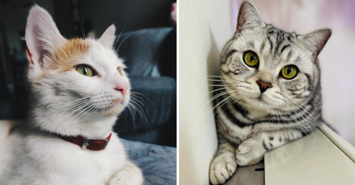 35 Adorable Pictures Of Cats That Prove Cats Are Blessing To Mankind - grandgoldman.com