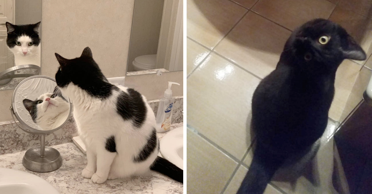 25 Cat Pics That You Need To Stare At For A Minute To Understand