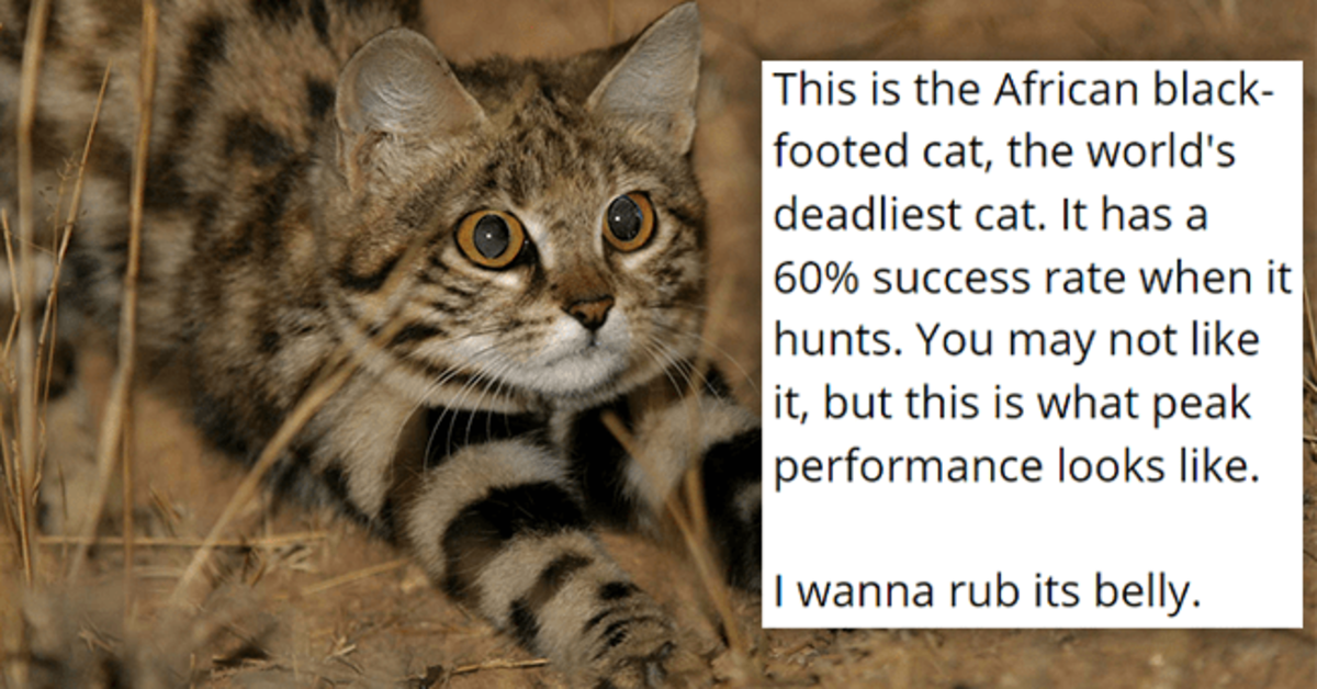 20 Magical Cat Posts That Prove We All Need A Cat In Our Lives - grandgoldman.com