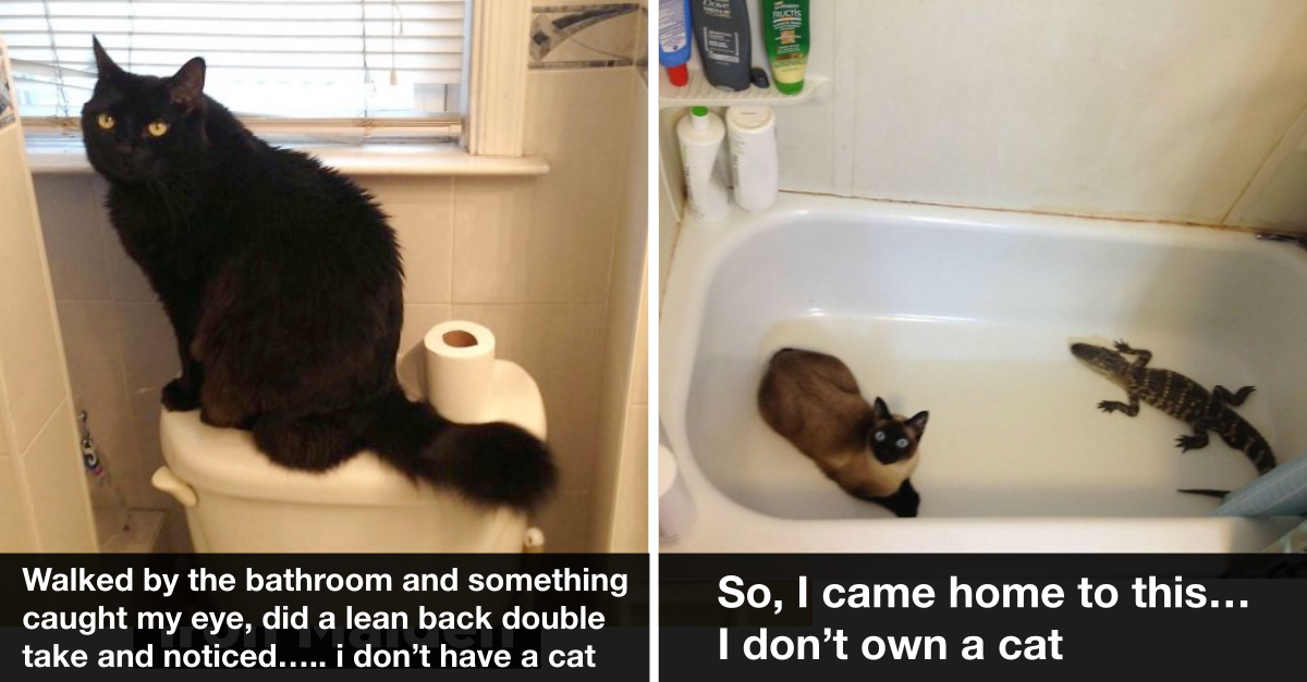 50 People Who Didn’t Possess A Cat But Then A Cat Adopted Them - grandgoldman.com