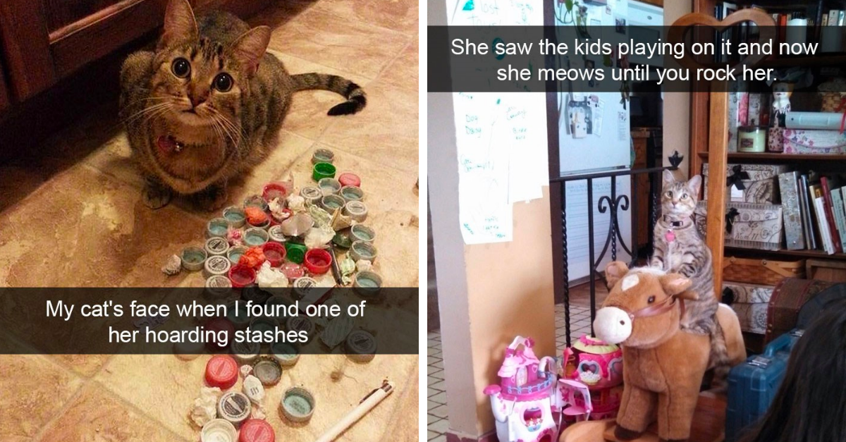 20 Wholesome Cats Will Make You Go “Aww!” - grandgoldman.com