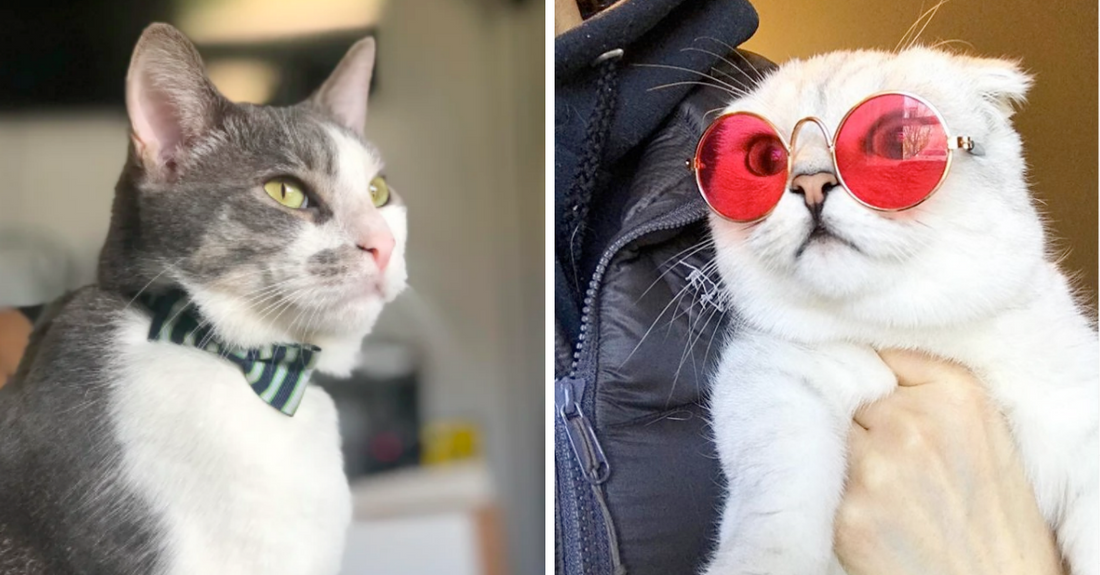 10+ Cat Posts That Are Much Needed In These Unprecedented Times