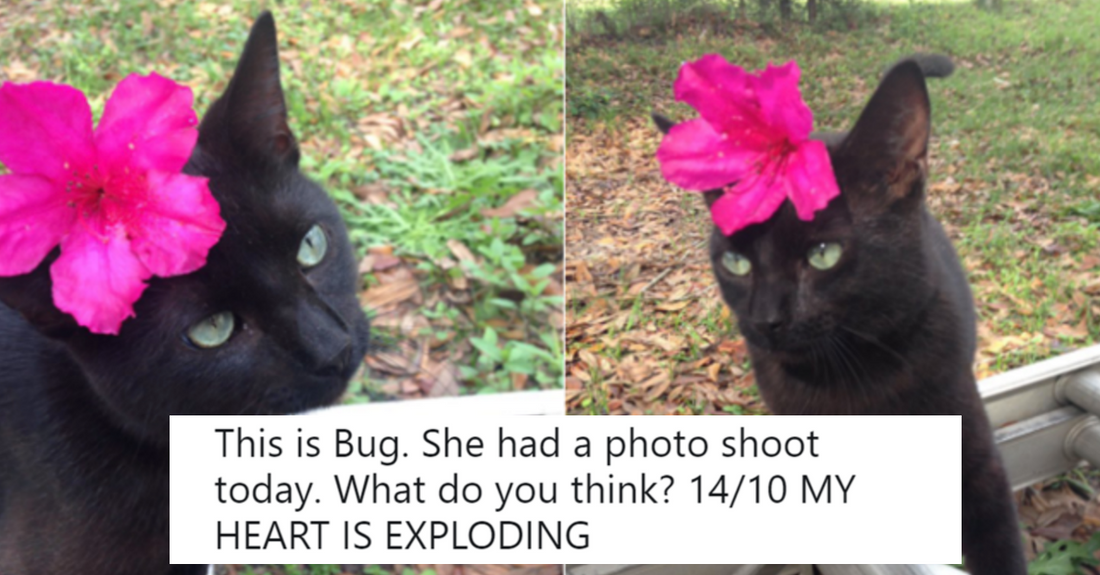 16 Times People Asked To Rate Their Cats & Got Best Results - grandgoldman.com