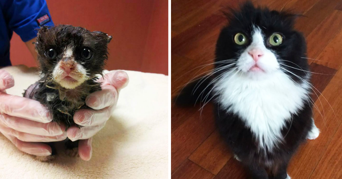 50 Before And After Photos Showing How Rescue Can Change A Cat’s Life - grandgoldman.com