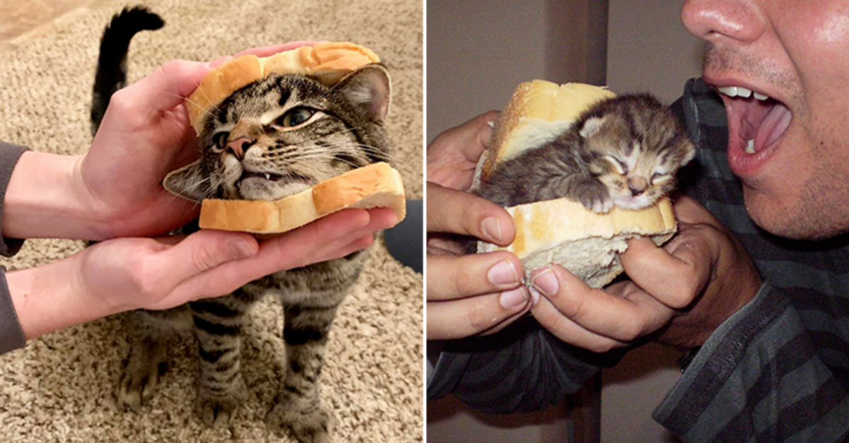 18 Pictures Of Cat Sandwiches That Will Make You Hungry - grandgoldman.com
