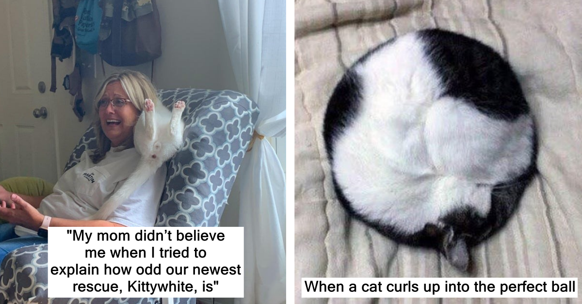 Adorable And Hilarious Collection Of Cat Shenanigans - grandgoldman.com