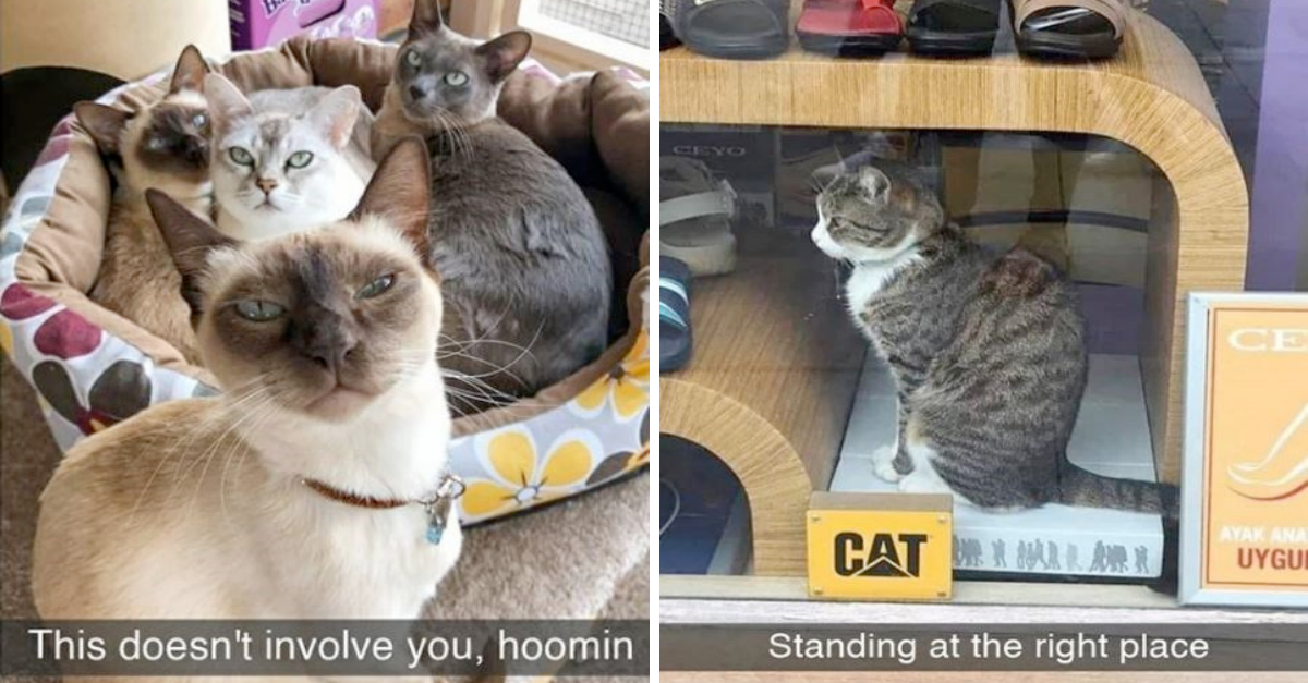 Cat Snapchats To Give You Your Daily Dose Of Hilarious Kitties - grandgoldman.com