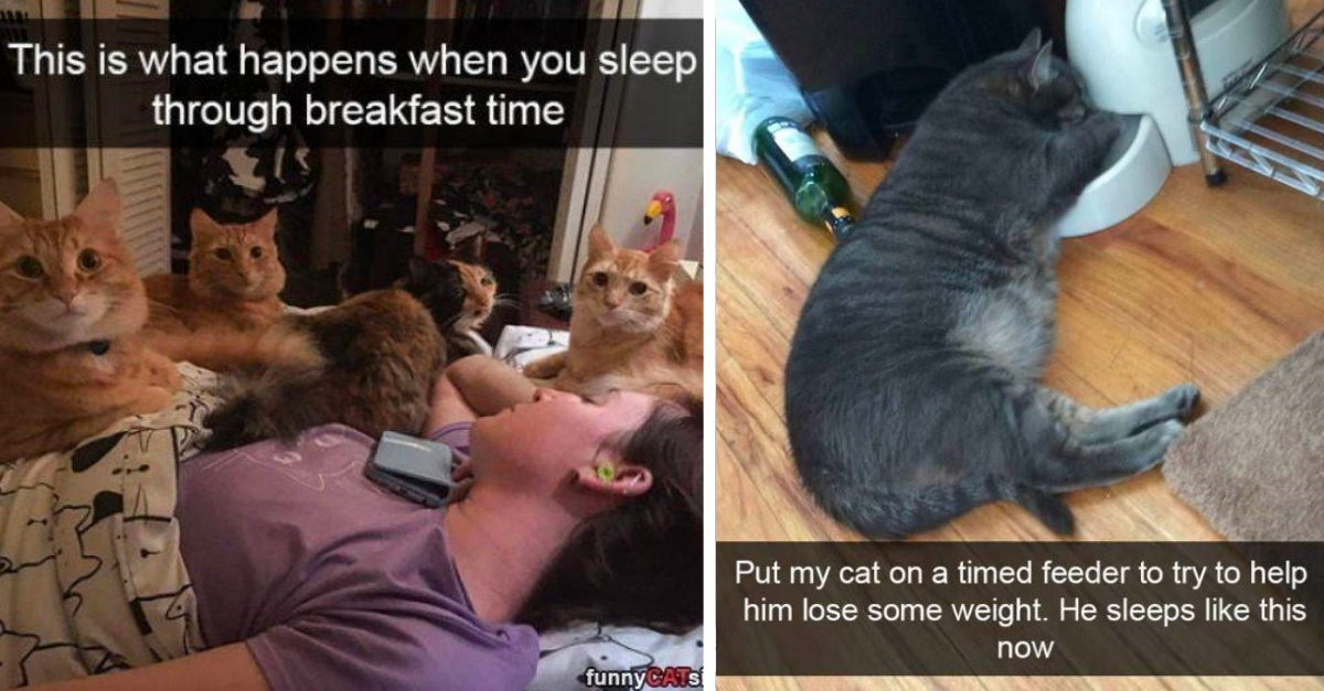 Hilarious Cat Snapchats Showing Life Of Cat Owners - grandgoldman.com