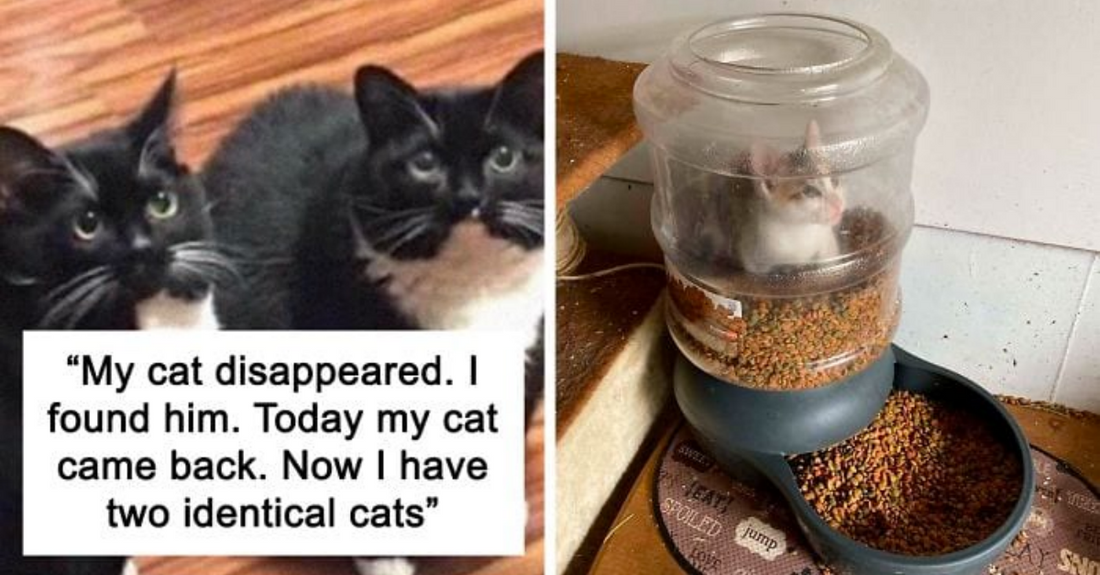 35 Cat Snaps That Prove Life With Cats Is Hilariously Amazing