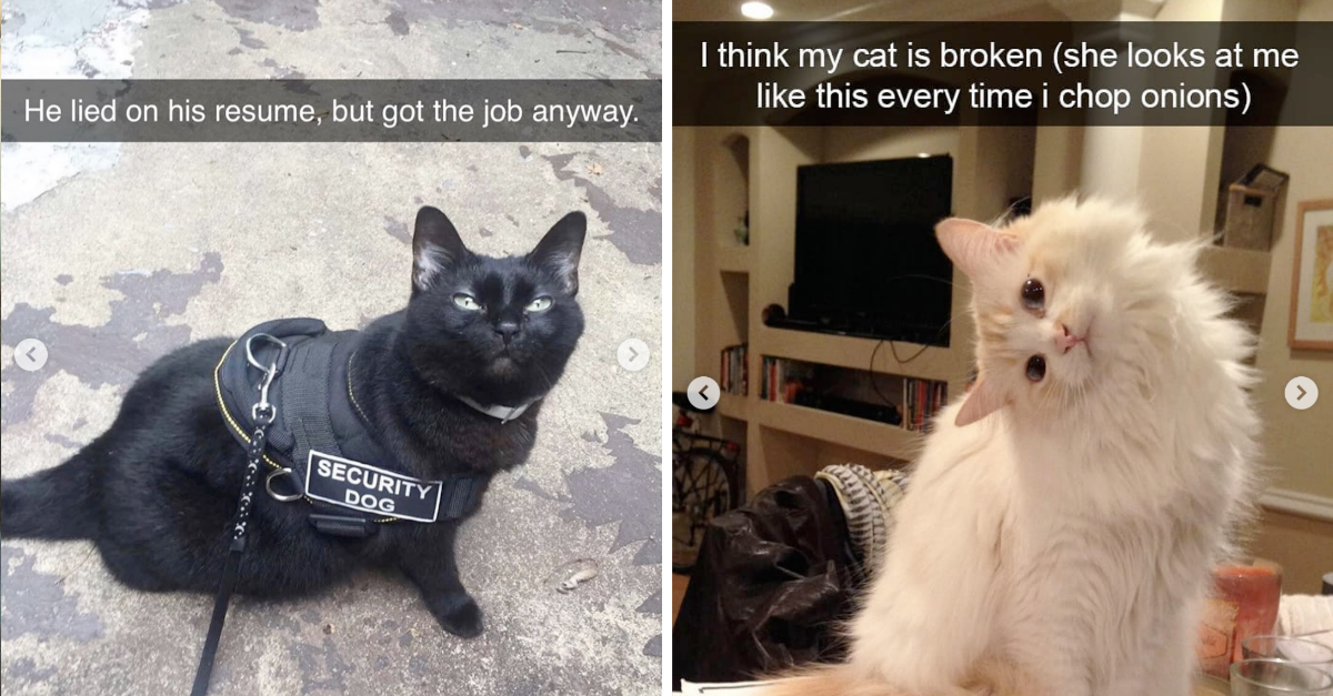 25 Funniest Cat Snaps Show How Life Is Hilarious With Cats Around - grandgoldman.com