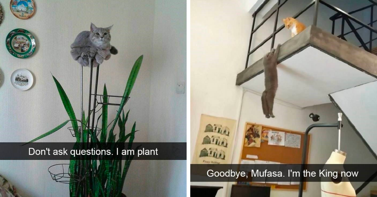 14 Cat Snaps Showing The Hilarious Life Of Cat Owners - grandgoldman.com