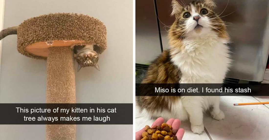 22 Cat Snaps Showing How Weird Yet Charming Creature Cats Are