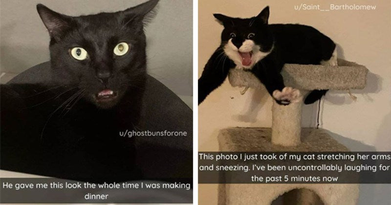 Hisssterical Cat Snaps That Show Cats Are Amusing - grandgoldman.com