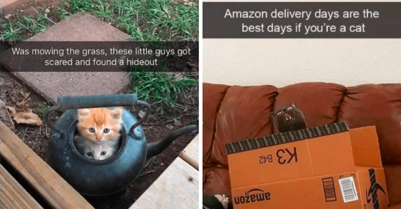 Wholesome And Adorable Cat Snaps That Will Make Your Day