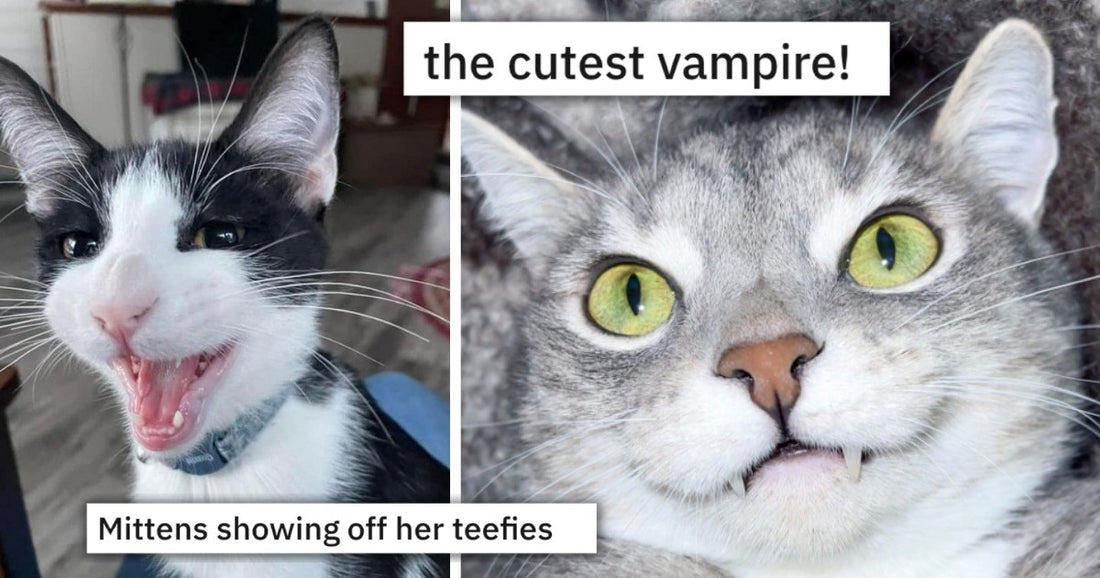 10 Cat Teefies We All Need To Admire