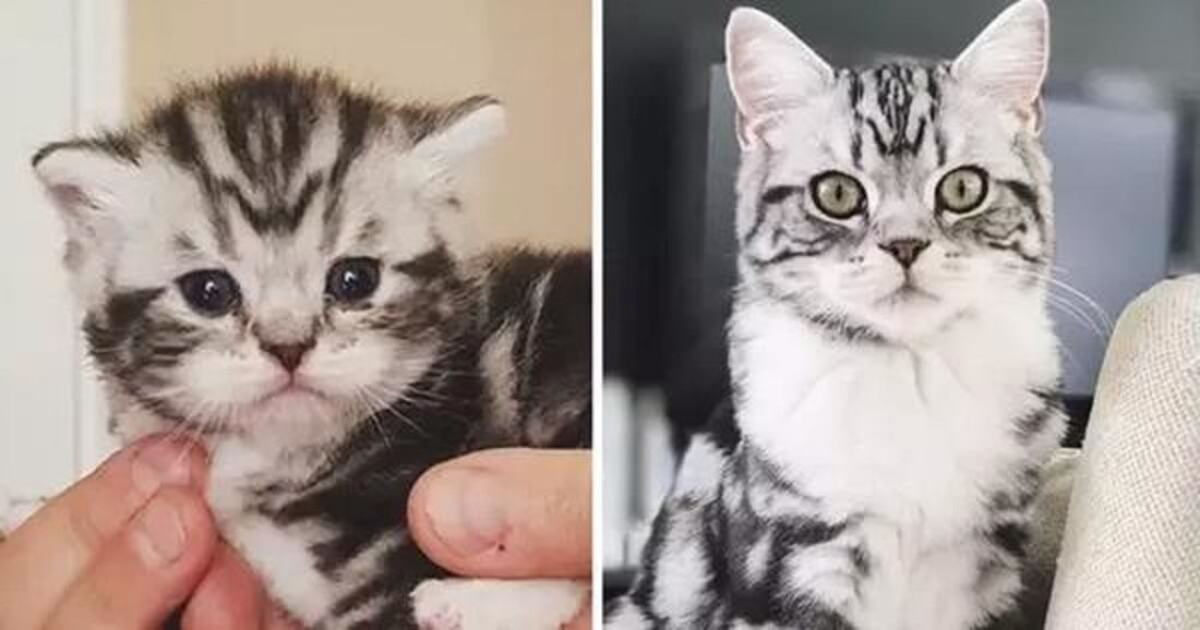 10 Photos Of Kittens That Show The Cutest Transformations Of All Time