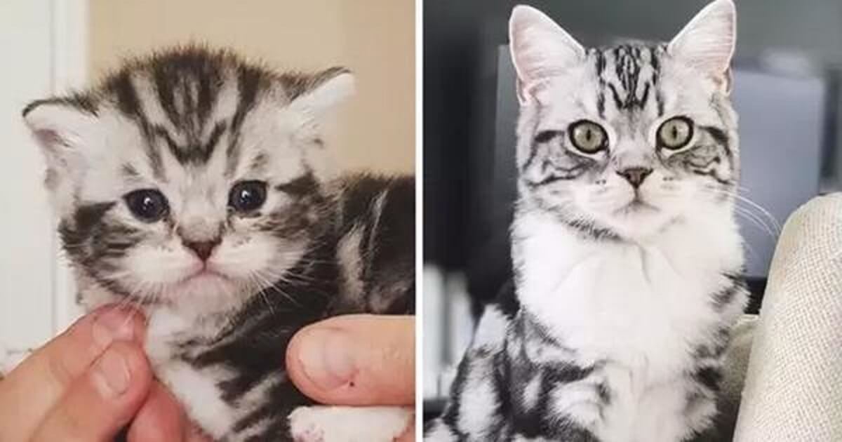 10 Photos Of Kittens That Show The Cutest Transformations Of All Time