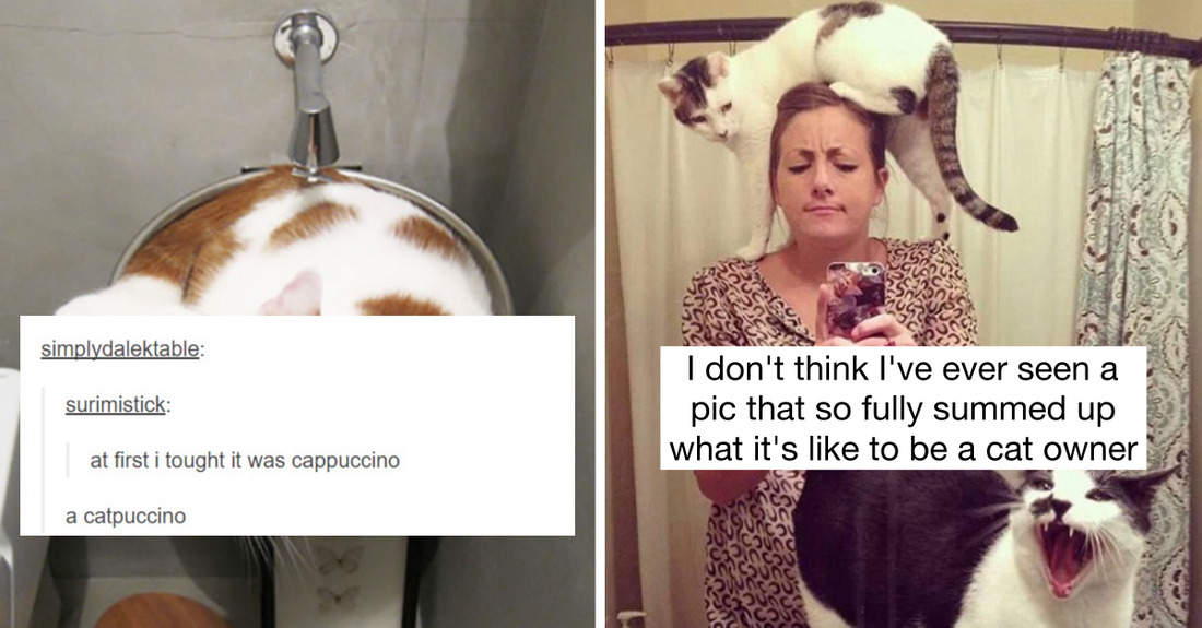 50 Cat Posts From Tumblr That Show How Hysterical It Is To Be A Cat Owner