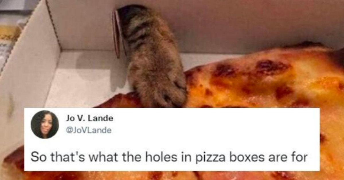 12 Cat Tweets That Are Too Hilarious - grandgoldman.com