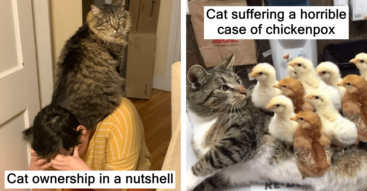 Hilarious Cat Tweets That Will Put A Smile On Your Face - grandgoldman.com
