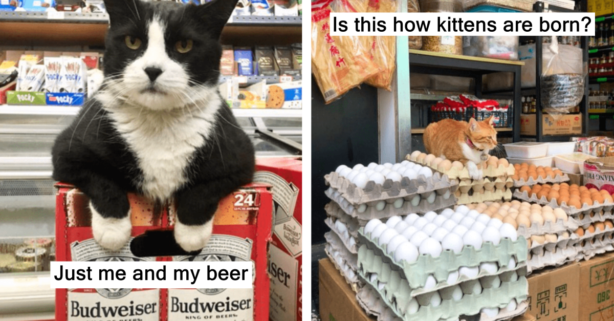 Hilarious Cat Tweets That Cat Owners Can Relate To