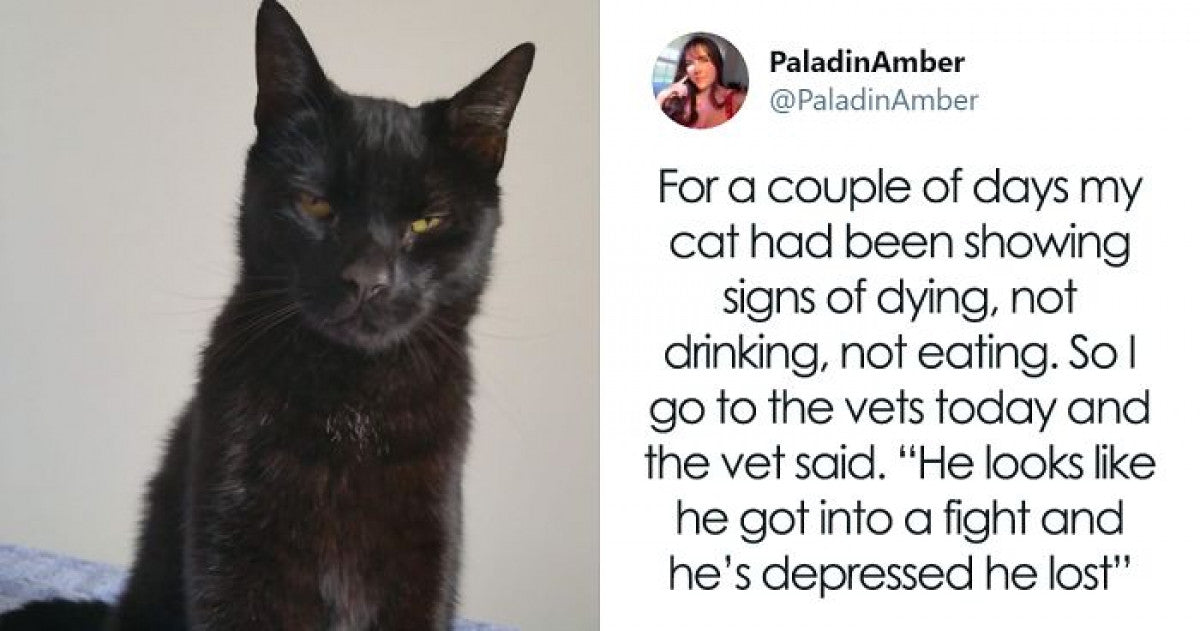 Hilarious Stories Of Pets Who Pretended To Be Sick Just To Get Their Owners’ Attention - grandgoldman.com
