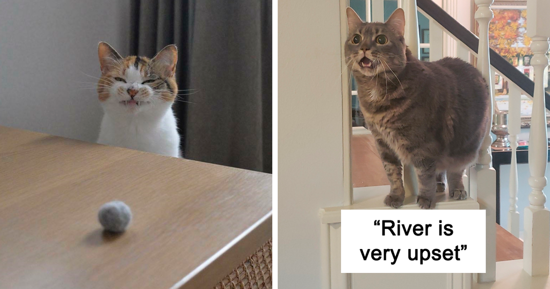 50 Adorable Cat Teefies That Will Make You Smile - grandgoldman.com
