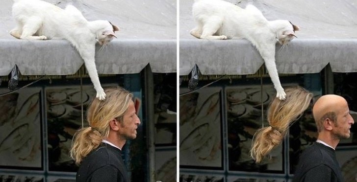 15 Photos That Prove Cats Love Trolling People - grandgoldman.com
