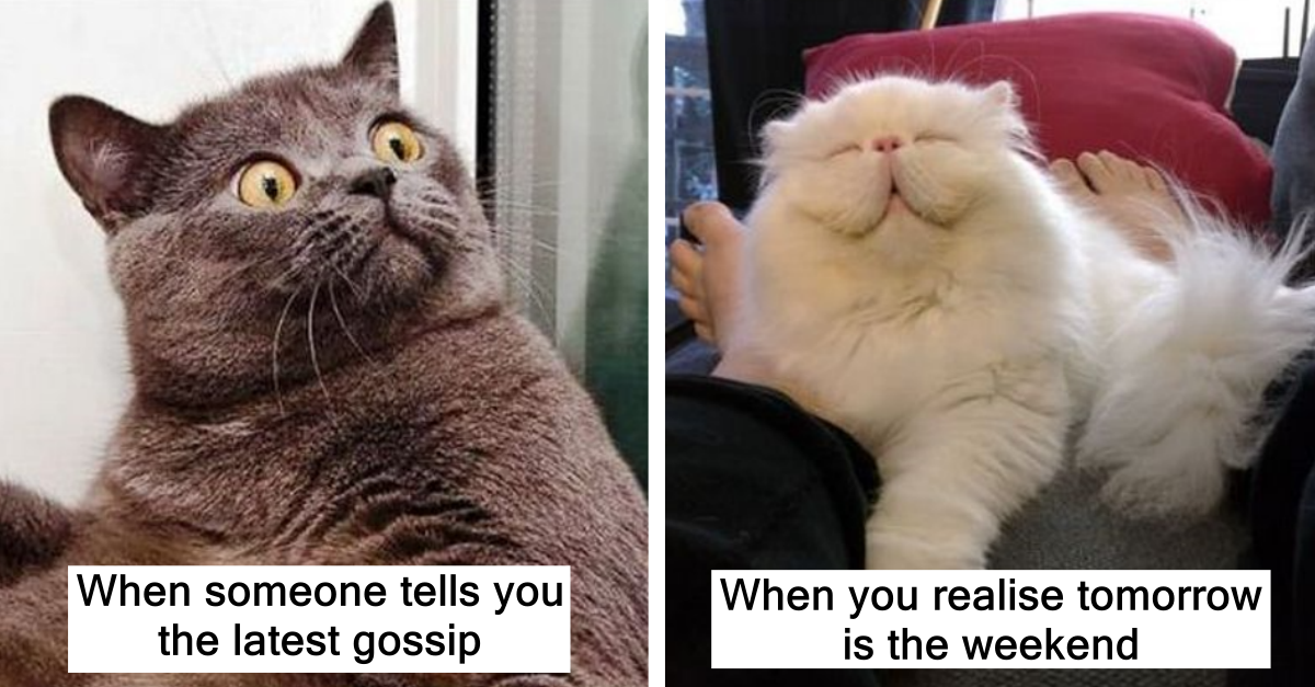 11 Work Memes Featuring Cats To Enjoy During Your Lunch Break