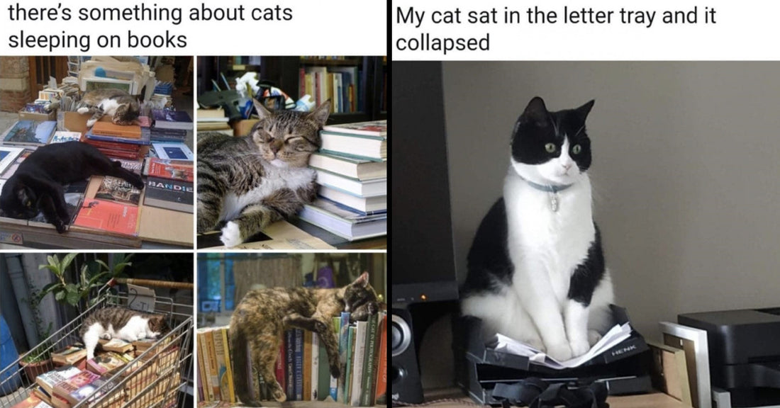 16 Hysterical Cat Pictures That Are Too Meowrific Not To Give You A Purrific Start To Your Day