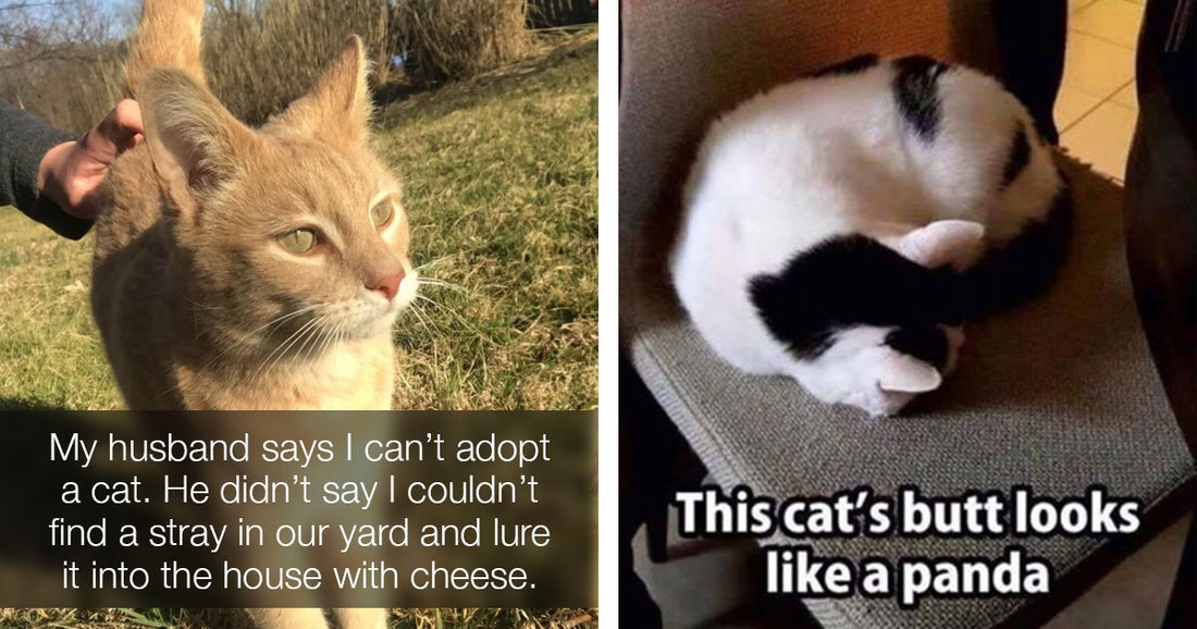 17 Random Cat Pics That Prove Cats Are Simply The Best - grandgoldman.com