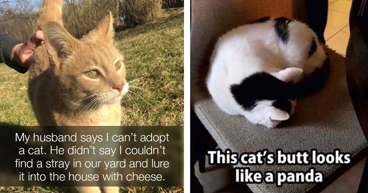 17 Random Cat Pics That Prove Cats Are Simply The Best - grandgoldman.com