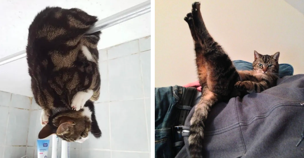 Hilarious Photos Of Cats Acting Like Total Weirdos