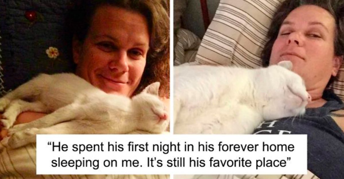 30 Cat Owners Shared How Their Cats Looked Then & Now That Shows Power Of Adoption - grandgoldman.com