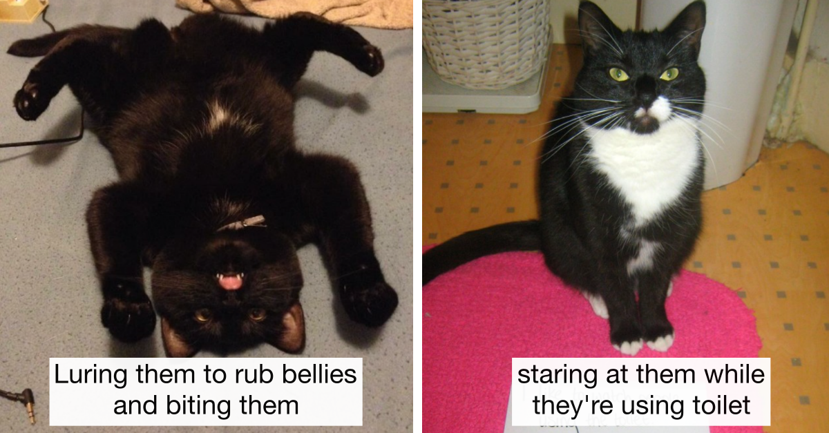 21 Things That Cats Shamelessly Do To Annoy Their Owners