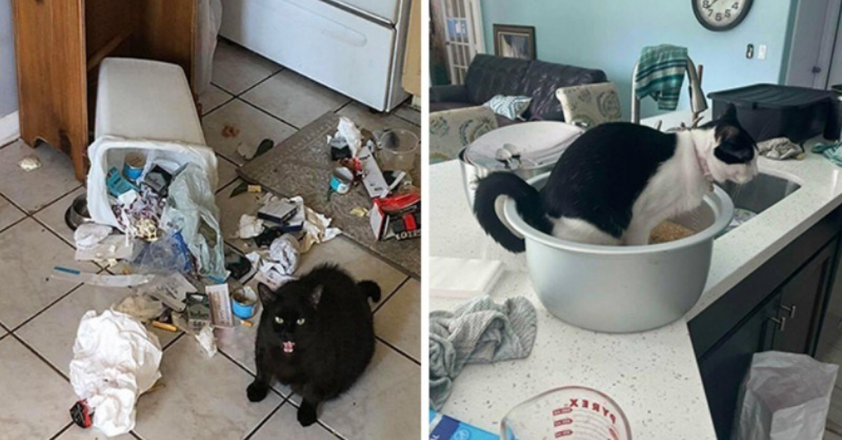 30 Funniest Images Of Cats Which Are Pure Cat-astrophe - grandgoldman.com