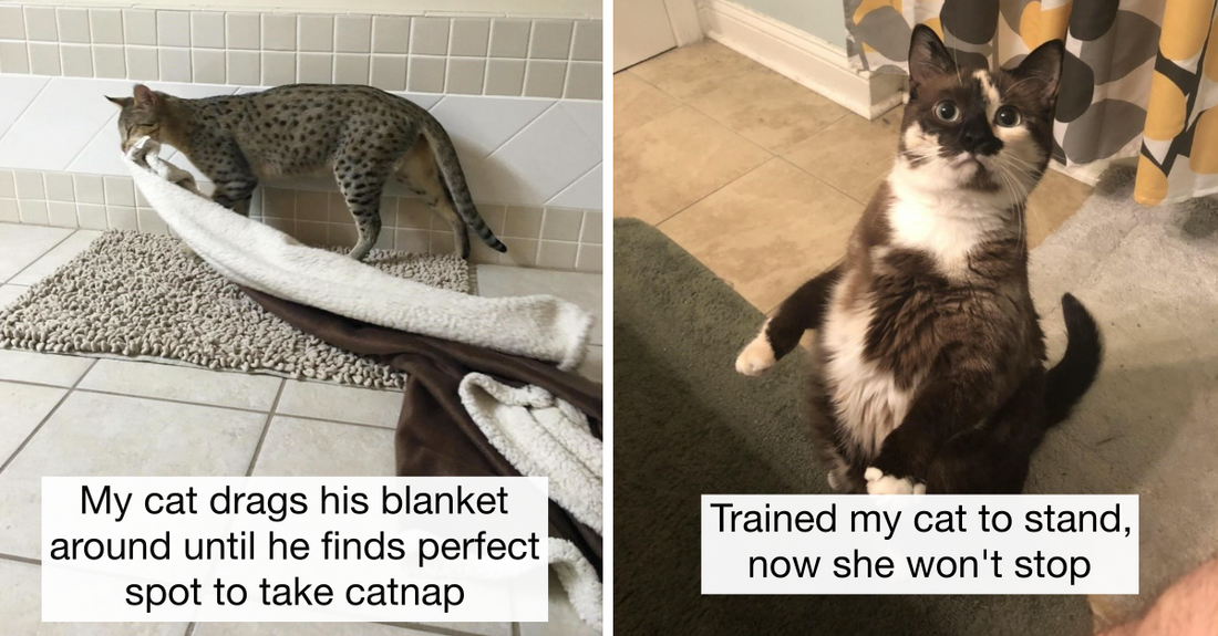 12 Hilarious Cats Proving That There’s Nothing Cuter And Weirder Than Them